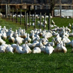 jurassic-coast-farm-shop-meet-creedy-carver-duck-farmer